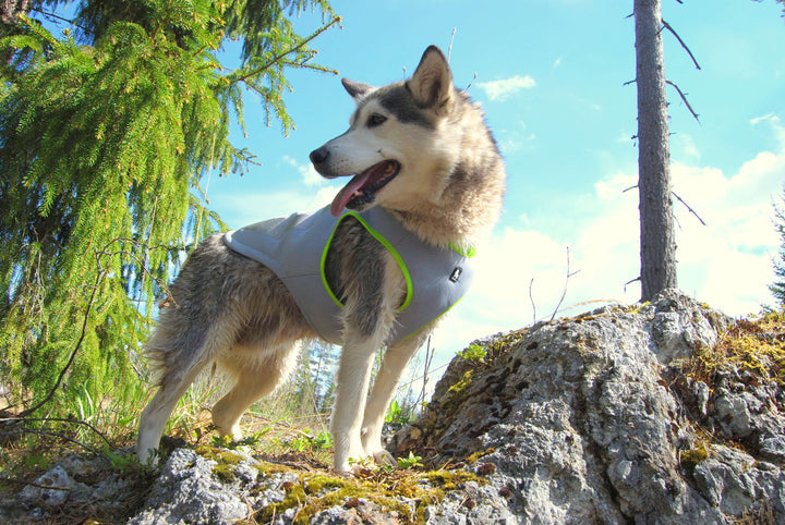 Summer Dog Cooling Vest in Neon Yellow S Size