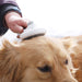 Pet Grooming