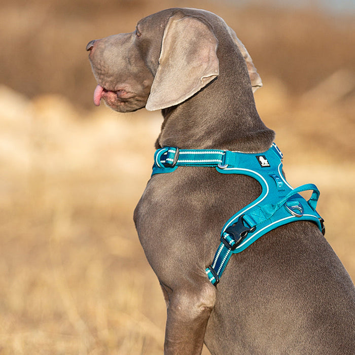 Medium Pet Friendly No Pull Dog Harness Blue