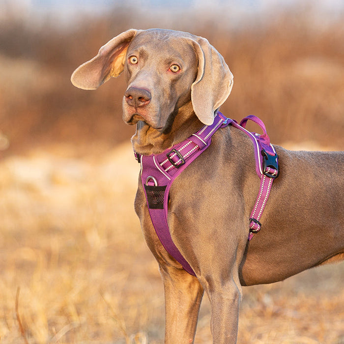 XS Pet Friendly No Pull Dog Harness Purple