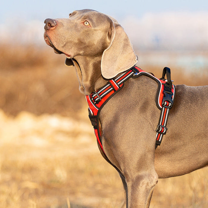 Large Pet Friendly No Pull Dog Harness Red