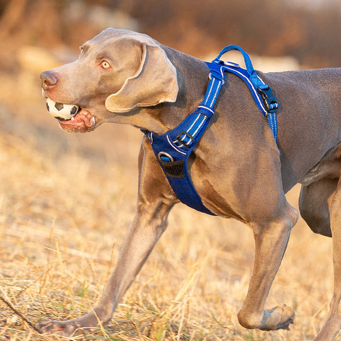 XLarge Pet Friendly No Pull Dog Harness Blue